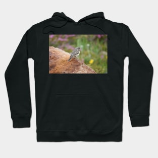 American pipit (Anthus rubescens) Hoodie